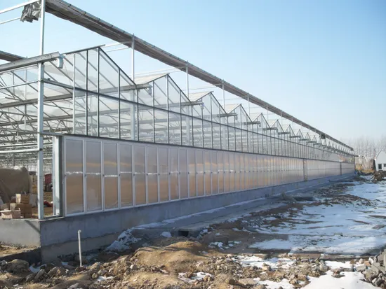 Agricultural Venlo Greenhouse Polycarbonate/Glass Covering for Sale 