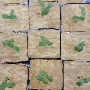 Hydroponic Rock Wool Cubes for Seeding Growing