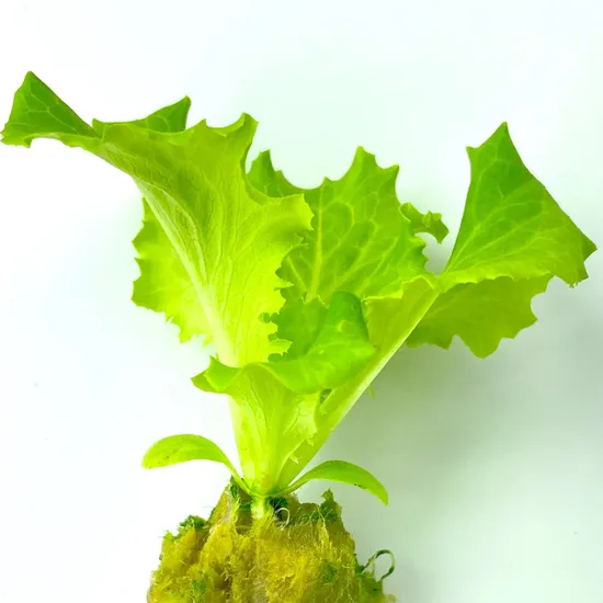 Greenhouse Hydroponic Agriculture Rock Wool Cubes for Seeding Grow