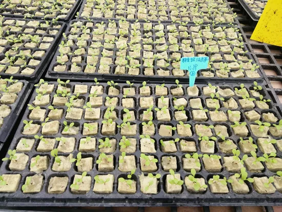 Vertical Tower Hydroponic Accessories Seed Growing Media Rock Wool Cubes Box Starter Plug 