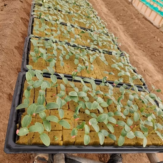 Agricultural Hydroponic Rock Wool Cube for Greenhouse Seedling